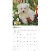 Calendrier 2025 Chien Race Bichon Maltais