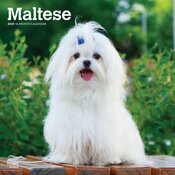 Calendrier Mural 2025 Chien Race Bichon Maltais