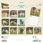 Calendrier 2025 Mastiff