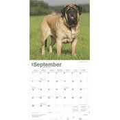 Calendrier 2025 Chien Race Mastiff