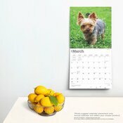 Calendrier Dco 2025 Chien Race Yorkshire Terrier