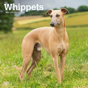 Calendrier 2025 Chien Race Whippet