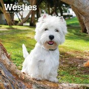 Calendrier Mural 2025 Chien Race West Highland White Terrier