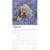 Calendrier 2025 Chien Race Bobtail