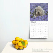 Calendrier Berger 2025 Chien Race Bobtail