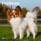 Calendrier Mural  2025 Chien Race Epagneul Papillon