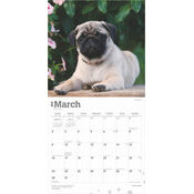 Calendrier 2025 Chien Race Carlin Chiots Pug