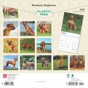 Calendrier 2025 Rhodesian Ridgeback