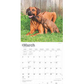 Calendrier Dco 2025 Chien Race Rhodesian Ridgeback