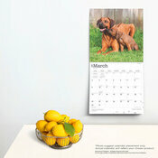 Calendrier 2025 Chien Race Rhodesian Ridgeback