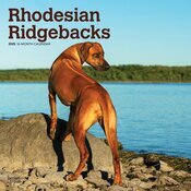 Calendrier Mural 2025 Chien Race Rhodesian Ridgeback