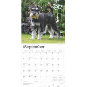 Calendrier 2025 Chien Race Schnauzer