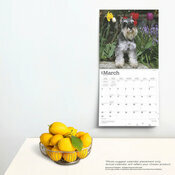 Calendrier Dco 2025 Chien Race Schnauzer