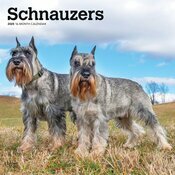 Calendrier Mural 2025 Chien Race Schnauzer