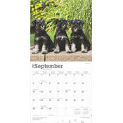 Calendrier 2025 Chien Race Schnauzer Chiots