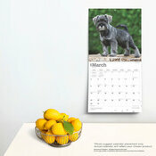 Calendrier Dco 2025 Chien Race Schnauzer Chiots