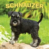 Calendrier Mural 2025 Chien Race Schnauzer Chiots