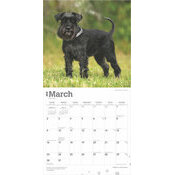 Calendrier 2025 Chien Race Schnauzer Nain