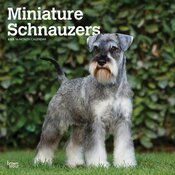 Calendrier Mural 2025 Chien Race Schnauzer Nain