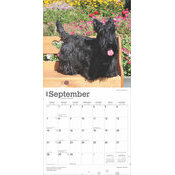 Calendrier 2025 Chien Race Scottish Terrier