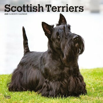 Calendrier 2025 Chien Race Scottish Terrier