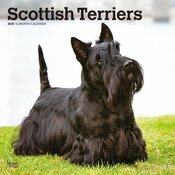 Calendrier Mural 2025 Chien Race Scottish Terrier