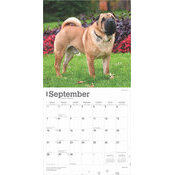 Calendrier 2025 Chien Race Shar Pei 