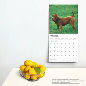 Calendrier Dco 2025 Chien Race Shar Pei 