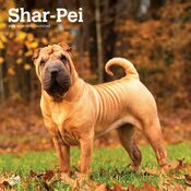 Calendrier Mural 2025 Chien Race Shar Pei 