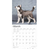 Calendrier 2025 Chien Siberian Husky  Chiots