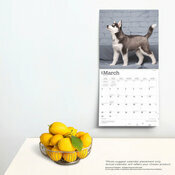 Calendrier Dco 2025 Chien Race Siberian Husky  Chiots