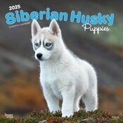 Calendrier Mural 2025 Chien Race Siberian Husky  Chiots