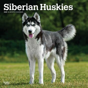 Calendrier 2025 Chien Race Siberian Husky