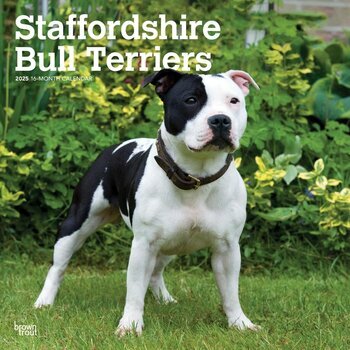 Calendrier 2025 Chien Race Staffordshire Bull terrier