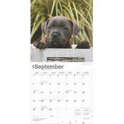 Calendrier 2025 Staffordshire Bull terrier Chiots