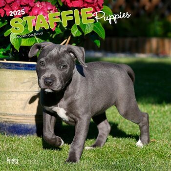 Calendrier 2025 Chien Race Staffordshire Bull terrier Chiots