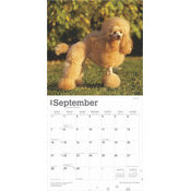 Calendrier 2025 Chien Race Caniche Nain et Miniature