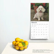 Calendrier Dco 2025 Chien Race Caniche Nain et Miniature