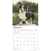 Calendrier 2025 Chien Race Welsh Corgis