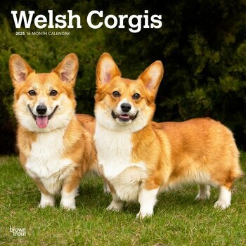 Calendrier 2025 Chien Race Welsh Corgis