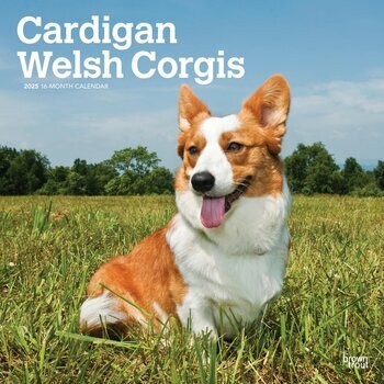 Calendrier 2025 Chien Race Welsh Corgis Cardigan