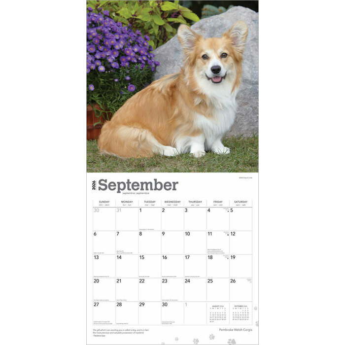 Calendrier 2025 Chien Race Welsh Corgis Pembroke