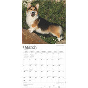 Calendrier 2025 Chien Race Welsh Corgis Pembroke