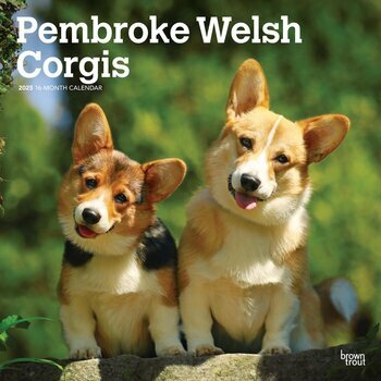 Calendrier 2025 Chien Race Welsh Corgis Pembroke