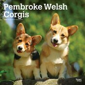 Calendrier Mural 2025 Chien Race Welsh Corgis Pembroke