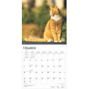 Calendrier 2025 Chats Roux