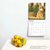 Calendrier 2025 Chats Chatons Roux