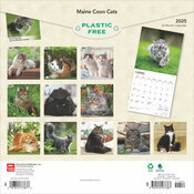 Calendrier 2025 Chats Chatons de Race Maine Coon