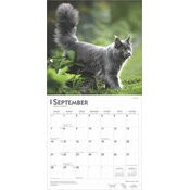 Calendrier 2025 Chats de Race Maine Coon