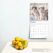 Calendrier Mural  2025 Chats de Race Maine Coon